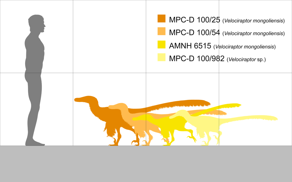 Velociraptor Proporción